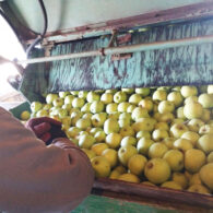 Apples being washed for cider pressing.