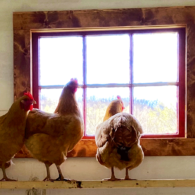 Mabel and Chantelle holding forth on where to peck today.