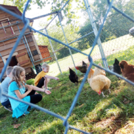 And here is where they will go today - a new spot with the rolling chicken coop. Guests collect eggs and feed the hens.