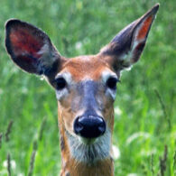 Deer, eagles, foxes, butterflies, lightning bugs.