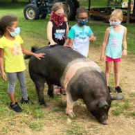 Pig walk time with Ellie, while Bootsie is out of shot. Nacho is off doing something "rooty-around" like.