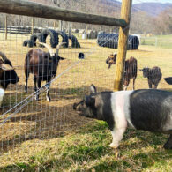 Ellie visits the goat and sheep pen.