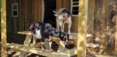 goats on a picnic table