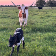 Our resident Texas longhorn