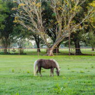 Quiznos, the ham of a mini-horse that can't wait to greet you!