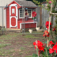 Meet the chicks at their hen house!