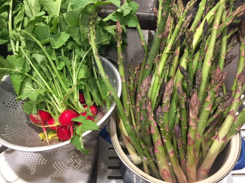 radishes and asparagus