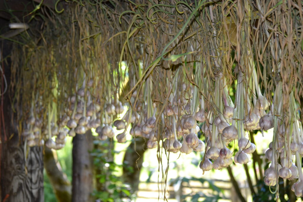 garlic hanging to dry