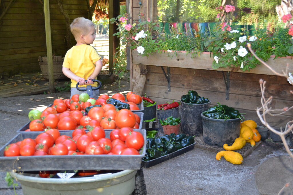 boy pulling wagon filled with tomatoes