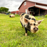 Kunekune pig