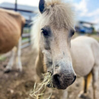 Nilla, our horse