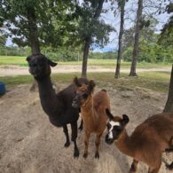 3 of our 4 llamas, Hershey, Stanley & Winnie!
