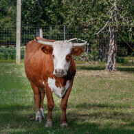 Abilene's mamma, Lil Bit!