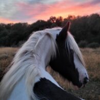 Majestic horse in field