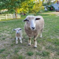 Our fire pit is a great spot to gather with your loved ones, counting shooting stars or watching the Northern Lights, which have been frequent lately!