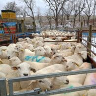 Dave the beekeeper is happy to show you his hives.