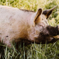 pig in the pasture after a mud bath