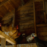 chickens in the chicken coop