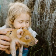 hold a baby piglet