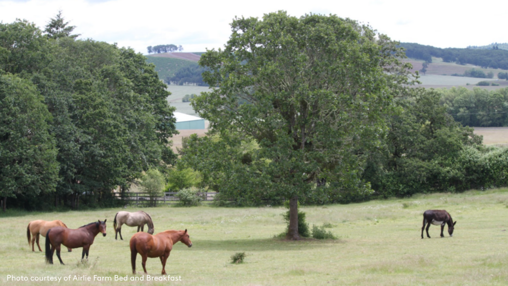 Horses in a gorgeous pasture at Airlie Farm Bed and Breakfast