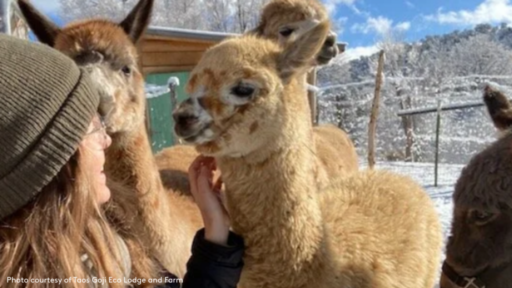 woman at Taos Goji Farm petting farm animals