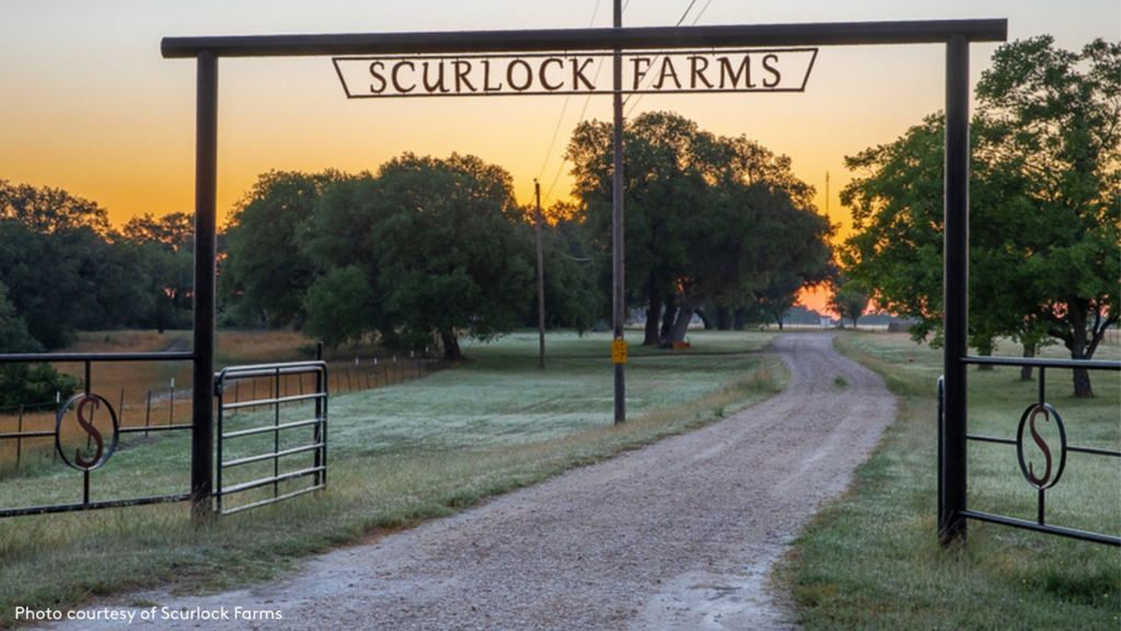 the entry to Scurlock Farms with a gate and the farm name above. Through the gate is a windy dirt driveway lined with trees and a sunset in the background