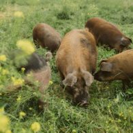 Visit the pigs pasture where we learn about the heritage breeds we raise and how we preserve the soil while rotating our pigs in our regenerative system